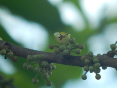 Pera arborea