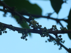 Pera arborea