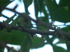 Pera arborea