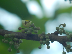 Pera arborea
