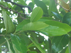 Pera arborea