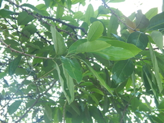 Pera arborea