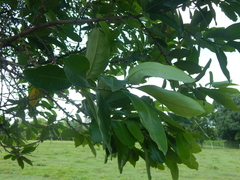 Pera arborea