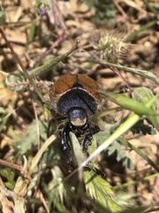 Paracotalpa