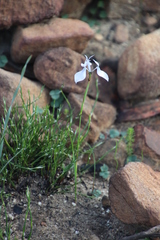 Moraea tripetala tripetala