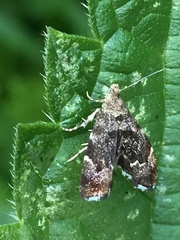 Anthophila fabriciana