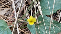 Viola pinetorum