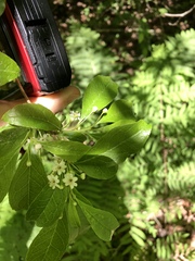 Ilex laevigata