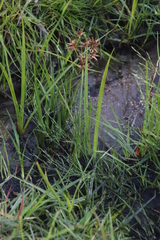 Cyperus nitidus