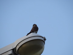 Falco sparverius