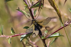 Libelloides longicornis