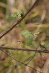 Symphoricarpos microphyllus