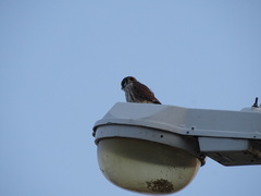 Falco sparverius