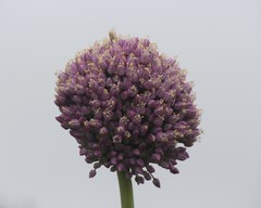 Allium