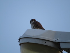 Falco sparverius
