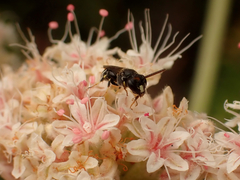 Hylaeus