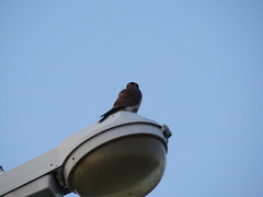 Falco sparverius