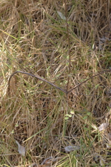 Symphoricarpos microphyllus