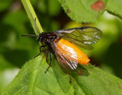 Arge pagana stephensii