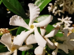 Trachelospermum jasminoides