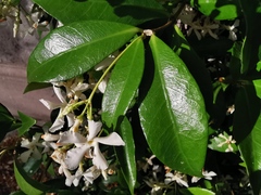 Trachelospermum jasminoides