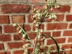 Artemisia vulgaris