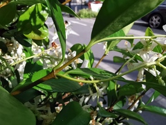 Trachelospermum jasminoides
