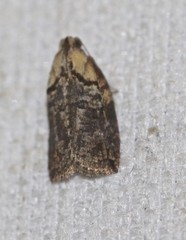 Cryptoptila australana