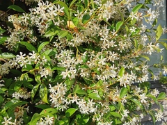 Trachelospermum jasminoides
