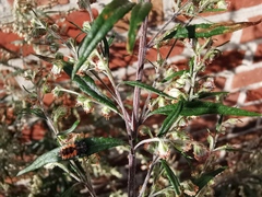 Artemisia vulgaris