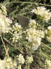 Satyrium sylvinus