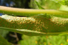 Puccinia pulverulenta