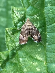 Anthophila fabriciana