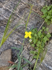 Eulobus californicus