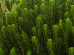 Phlegmariurus sieberianus