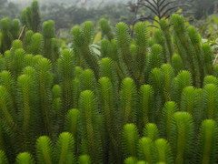 Phlegmariurus sieberianus