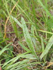 Podosphaera plantaginis