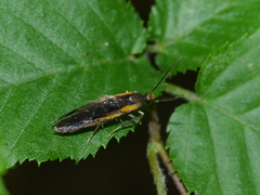 Mathildana newmanella