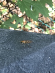 Ptecticus trivittatus