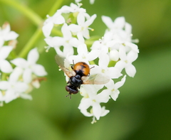 Gymnosoma nitens