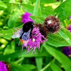 Bombus lapidarius