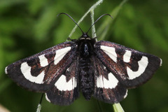 Alypia mariposa