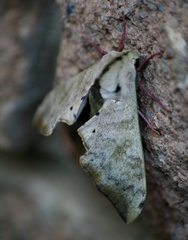 Pseudoclanis postica