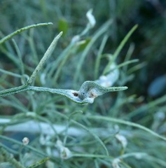 Aceria paracalifornica