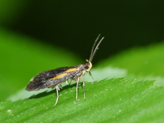 Mathildana newmanella