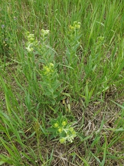 Lithospermum occidentale