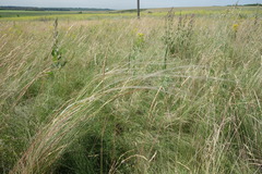Stipa tirsa