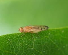 Opomyza florum