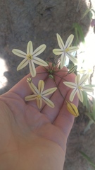 Triteleia ixioides scabra