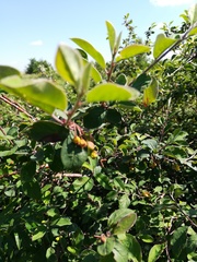Cotoneaster alaunicus